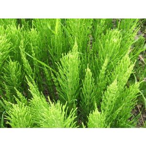 Equisetum arvense