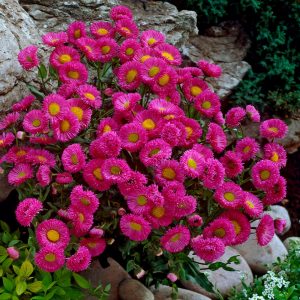 Erigeron Pink Jewel - Küllőrojt