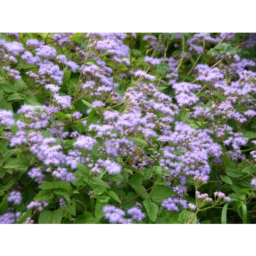 Eupatorium coelestinum - Sédkender