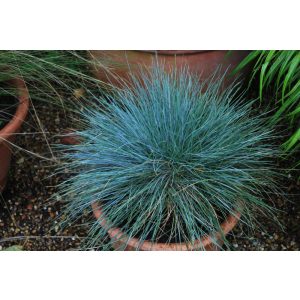 Festuca glauca Blaufuchs - Csenkesz