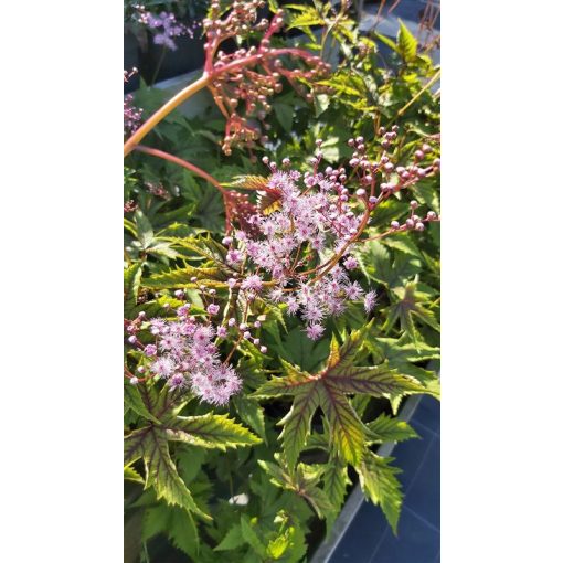 Filipendula palmate Red Umbrella - Legyezőfű