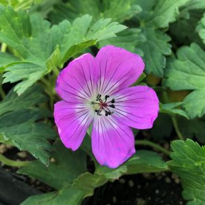 Geranium Bloom Time - Gólyaorr