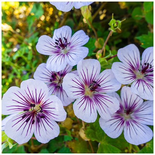 Geranium Crystal Lake - Gólyaorr