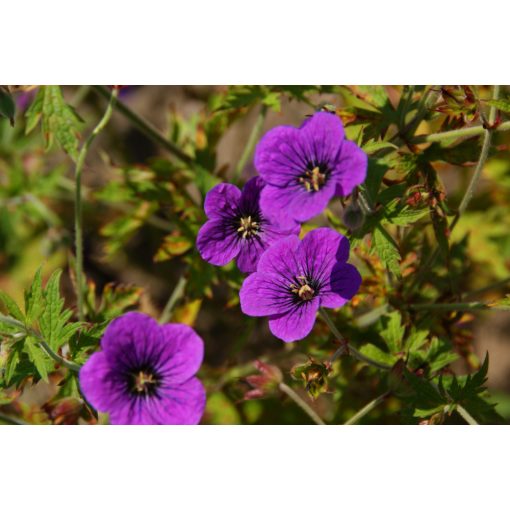 Geranium Little David - Gólyaorr