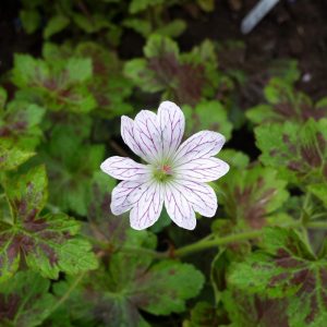 Geranium oxonianum Tess - Gólyaorr