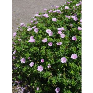 Geranium sanguineum striatum - Gólyaorr