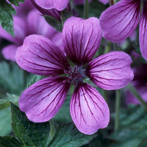 Geranium Sue Crüg - Gólyaorr