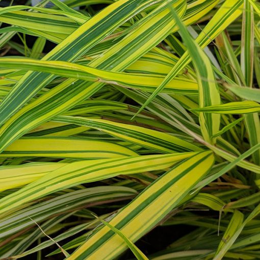 Hakonechloa macra Naomi - Szálkafű