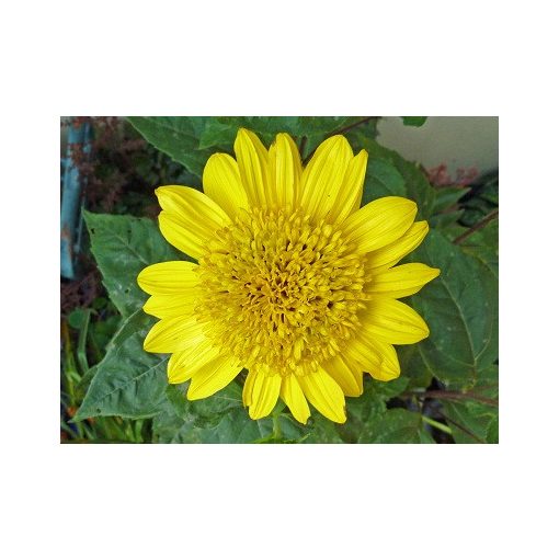 Helianthus decapetalus Plenus - Sokvirágú dísznapraforgó