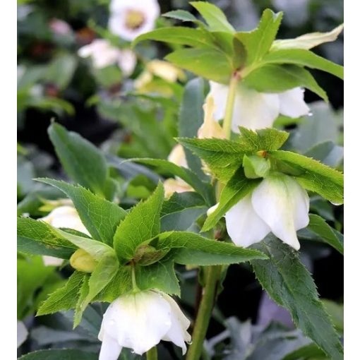 Helleborus orientalis Alba - Hunyor