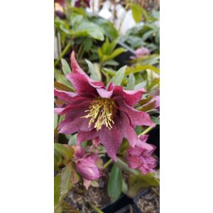 Helleborus orientalis Double Dark Pink