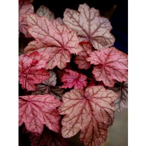 Heuchera villosa Plum Power - Tűzgyöngyvirág