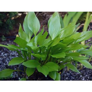 Hosta clausa normalis