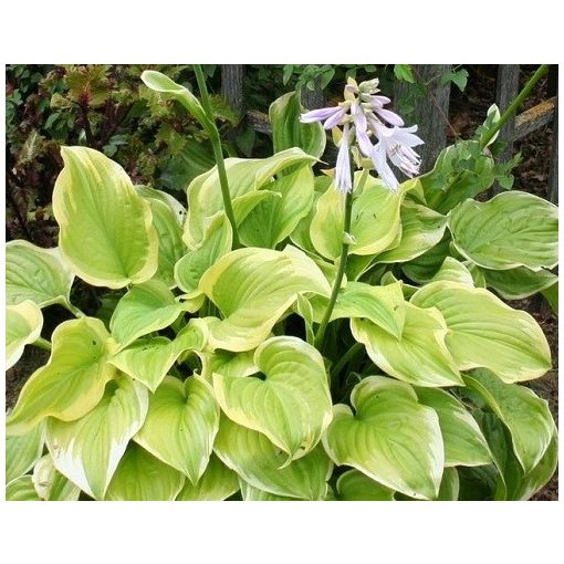 Hosta 'Frozen Margarita'