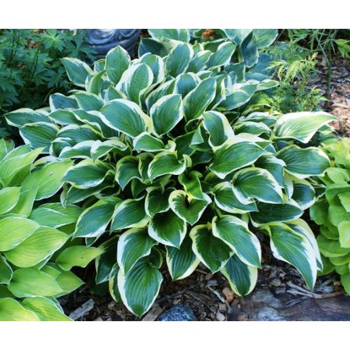 Hosta 'Queen Josephine'