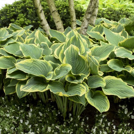 Hosta 'Sagae'