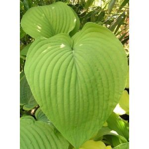 Hosta 'Tom Rex'