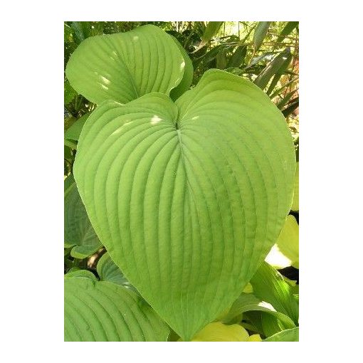 Hosta 'Tom Rex'