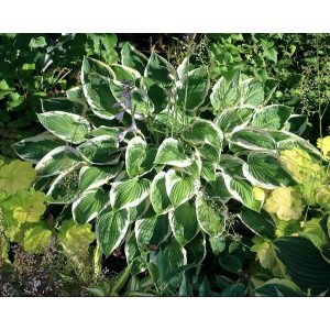 Hosta 'Zager White Edge'