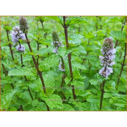 Mentha Aalbes - Menta