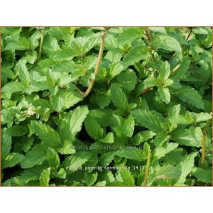 Mentha Carmagnola - Menta