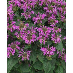 Monarda Bee-Pretty - Méhbalzsam