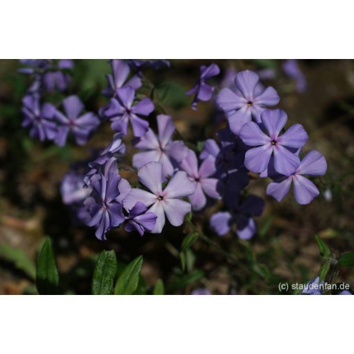 Phlox divaricata Geddington Cross - Erdei lángvirág