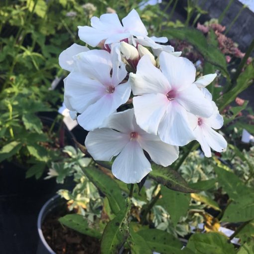 Phlox paniculata Popeye - Bugás lángvirág