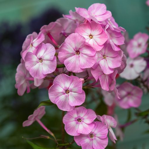 Phlox paniculata Younique Old Pink - Bugás lángvirág