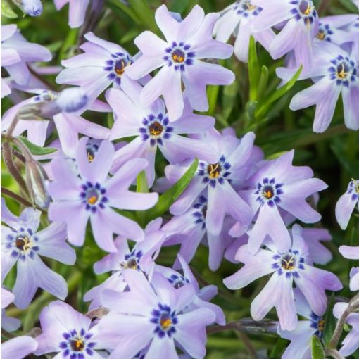 Phlox subulata Fabulous Blue Dark Center - Árlevelű lángvirág