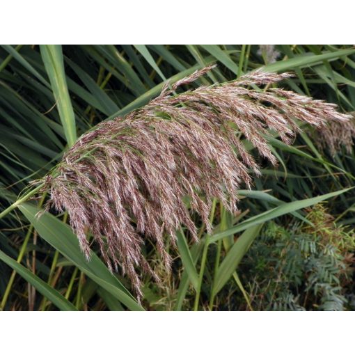 Phragmites australis - Közönséges nád