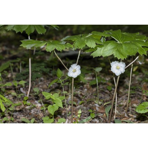 Podophyllum peltatum - Amerikai tojásbogyó