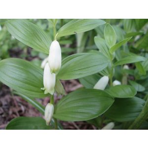 Polygonatum humile - Salamonpecsét