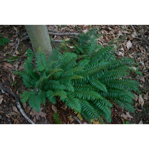 Polystichum acrostichoides - Vesepáfrány