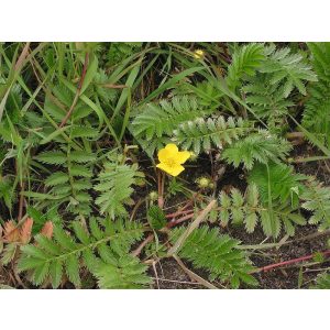 Potentilla anserina - Pimpó