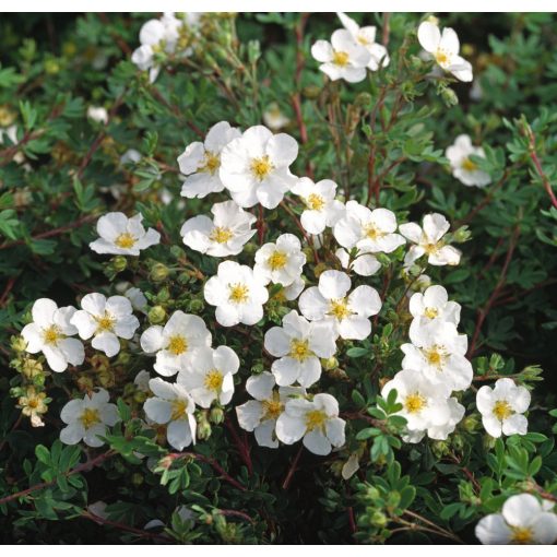 Potentilla fruticosa Abbotswood - Cserjés pimpó