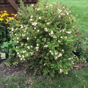 Potentilla fruticosa Daydawn - Cserjés pimpó