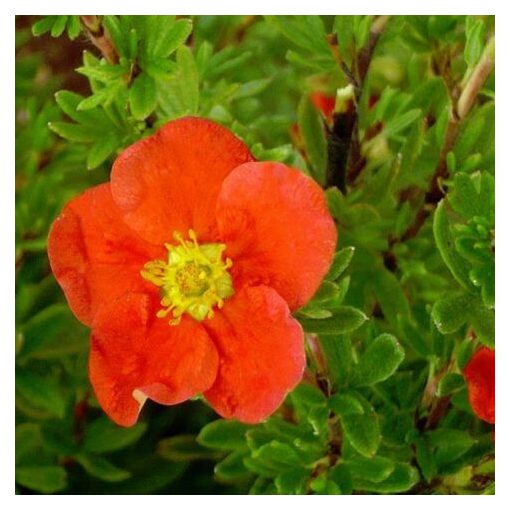 Potentilla fruticosa Red Joker - Cserjés pimpó