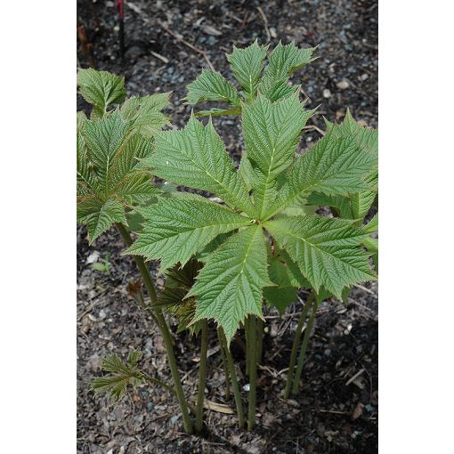 Rodgersia podophylla Smaragd - Tópartifű