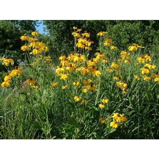 Rudbeckia nitida Juligold - Kúpvirág