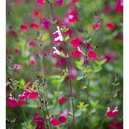 Salvia greggii Cherry Lips - Őszi zsálya