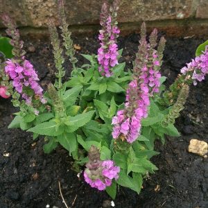 Salvia nemorosa Sensation rose - Ligeti zsálya