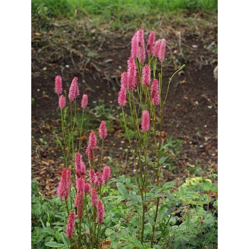 Sanguisorba officinalis Blackthorn - Vérfű