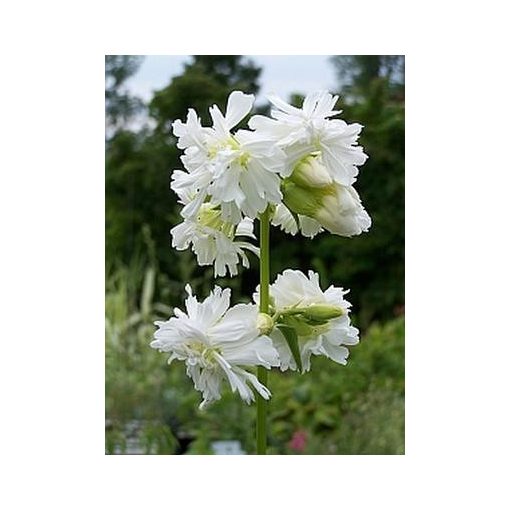 Saponaria officinalis Betty Arnold - Szappanfű