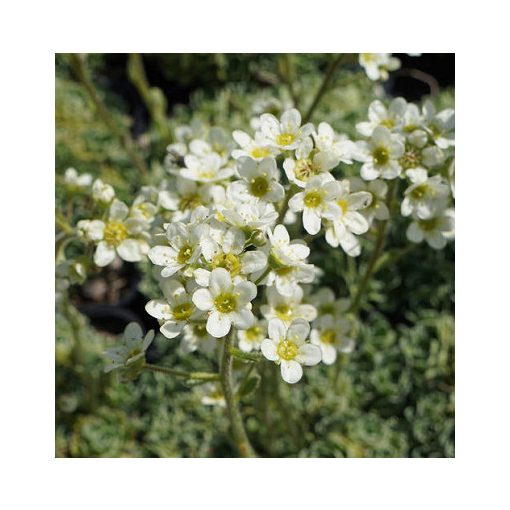 Saxifraga paniculata Portae - Kőtörőfű