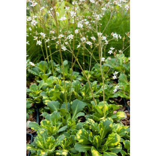 Saxifraga umbrossa Variegata - Kőtörőfű