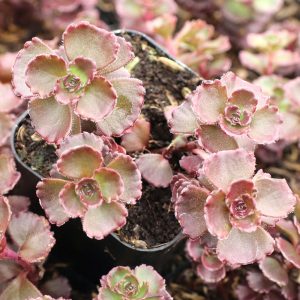 Sedum spurium Voodoo - Kaukázusi varjúháj