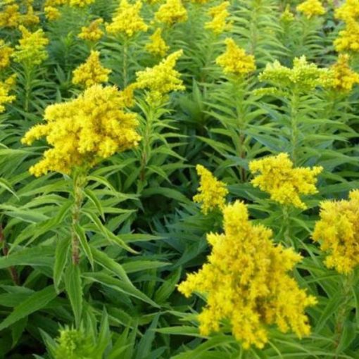 Solidago Spätgold - Aranyvessző