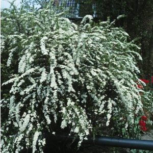 Spiraea arguta - Gyöngyvessző