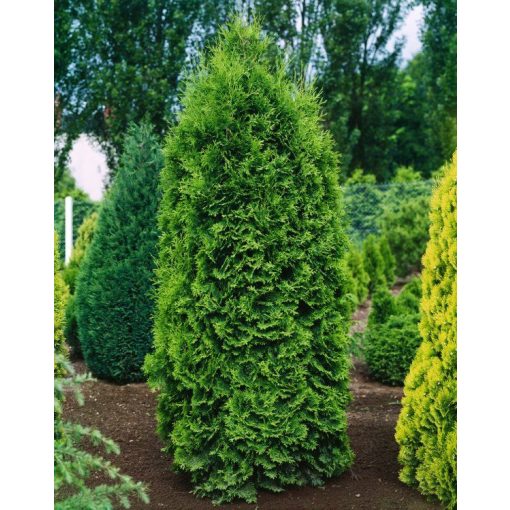 Thuja occidentalis Pyramidalis Compacta - Nyugati tuja